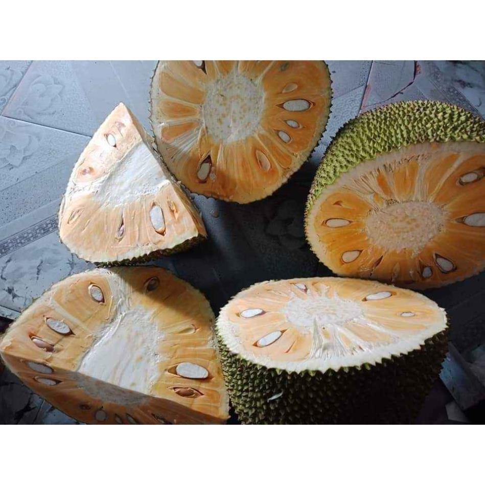 Cây Mít Thái  F1 Siêu Sớm