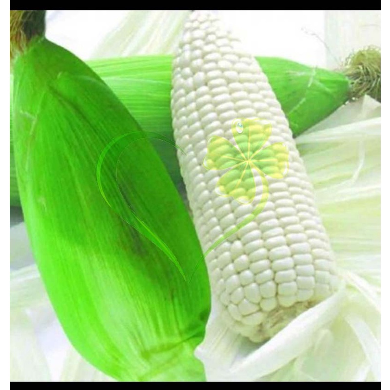 Hạt giống bắp nù - gói 100 gram