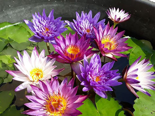 5 Hạt Giống Hoa Súng Mini Nhiều Màu