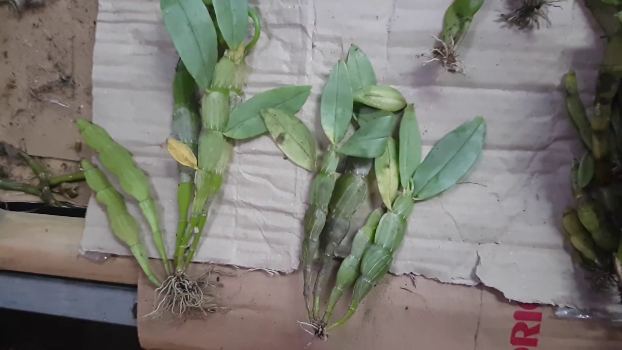 Phong Lan hoàng thảo trần tuấn