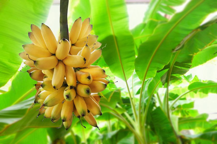 Cây chuối cau giống mẵn, giống lùn, mau trái- Hoa kiểng Nguyễn Lộc