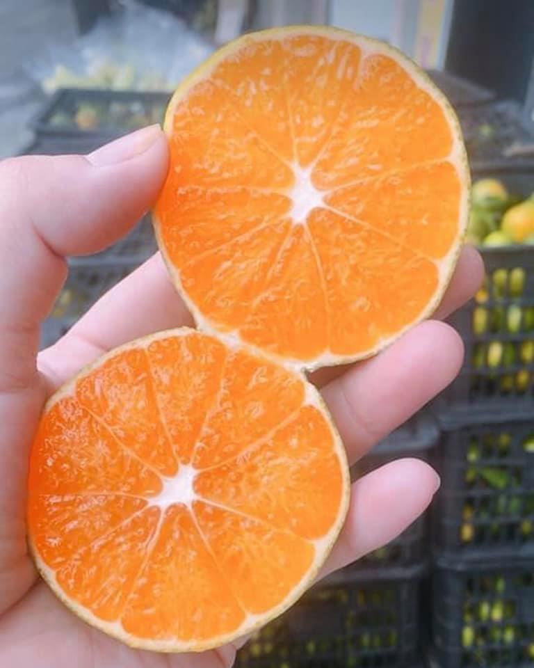 CÂY GIỐNG QUÝT NGỌT THÁI LAN KHÔNG HẠT( quýt đường Thái Lan)