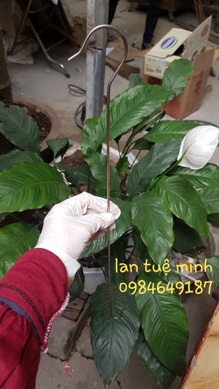 10 Móc Inox 2 đầu dài 70 cm để nối dài treo lan