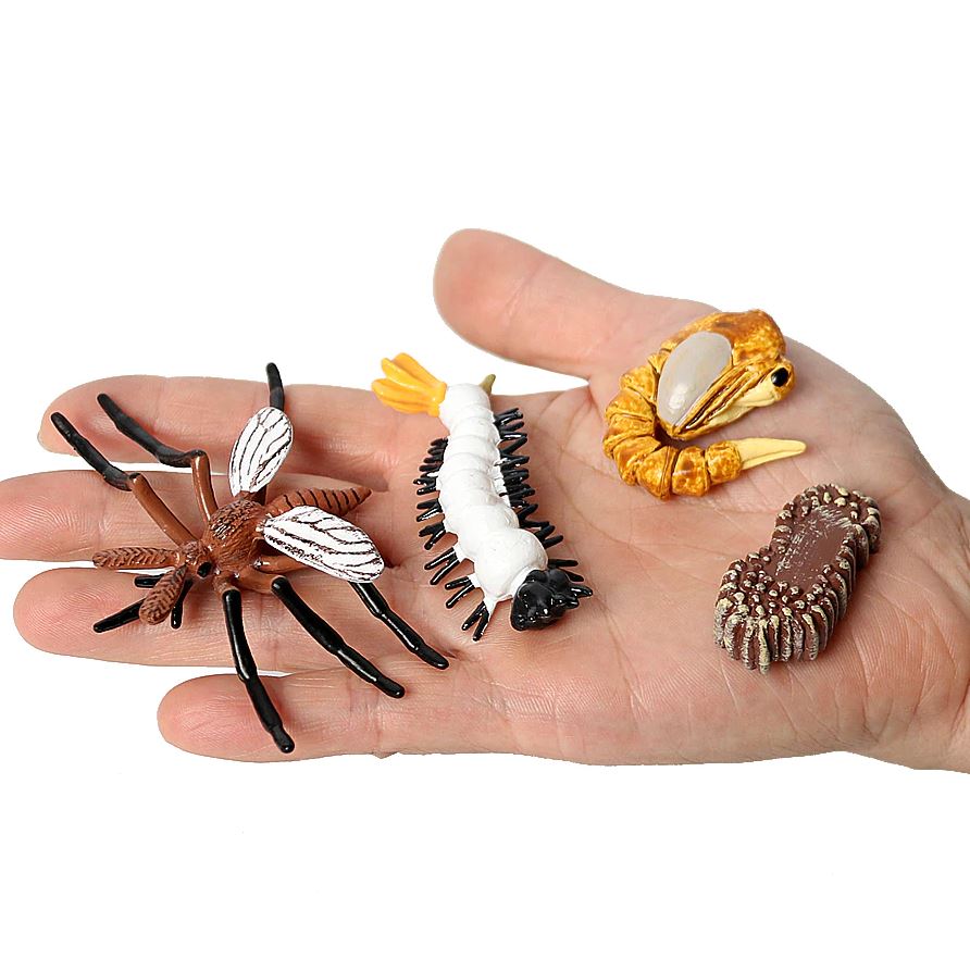 Mô hình vòng đời của Muỗi - Mosquito life cycle