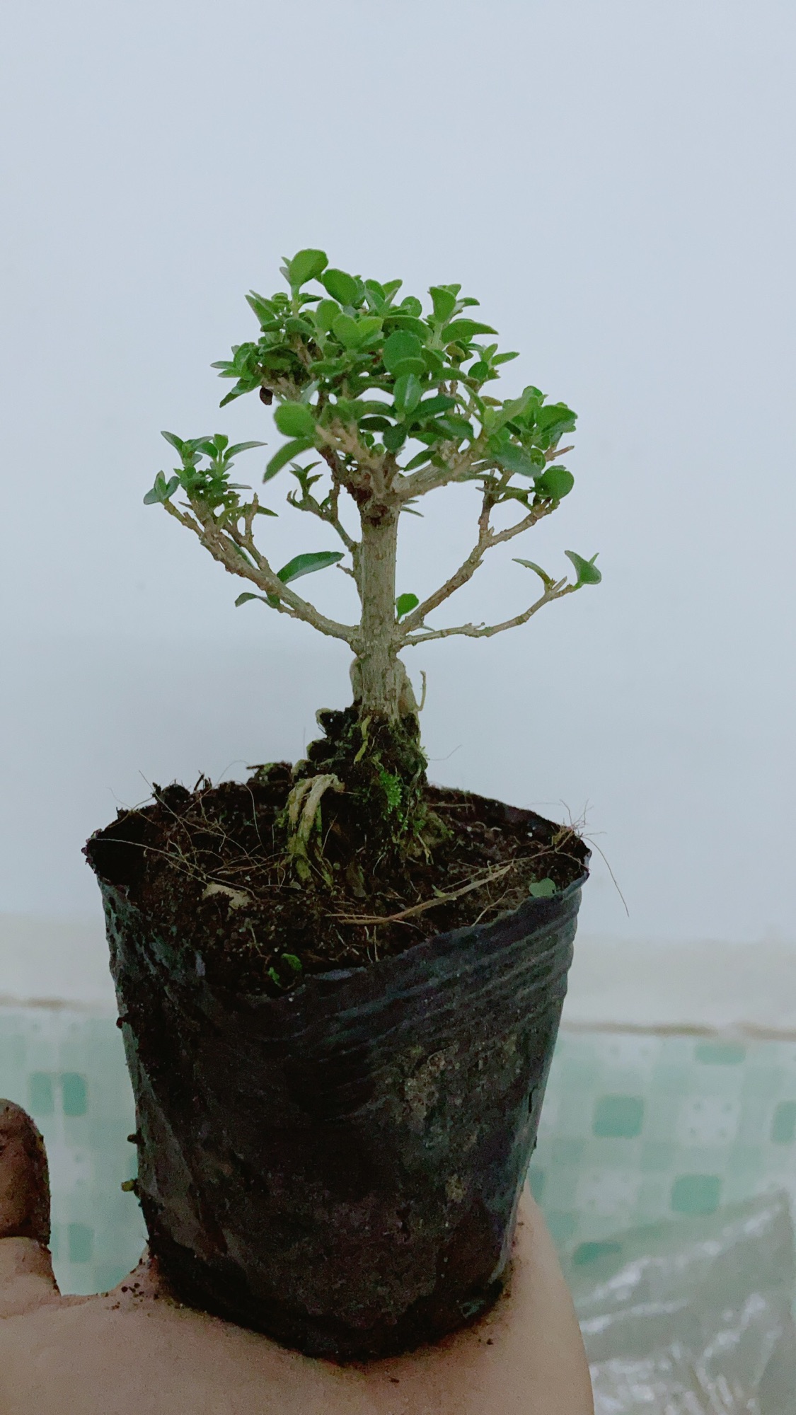 [HCM]Cây Sam Hương Bonsai Mini