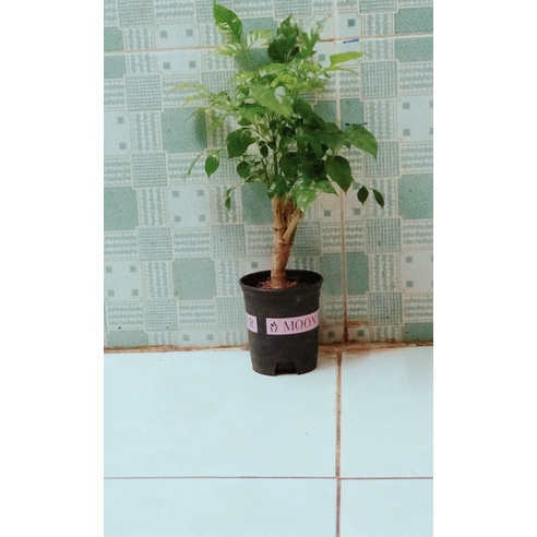 Cây Hạnh Phúc