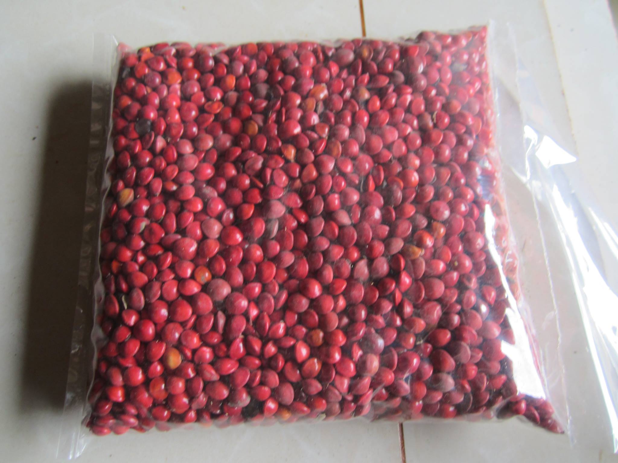 Hạt giống Cẩm Thái Lan (muồng cườm, cẩm đỏ) CT549 - Gói 50 hạt
