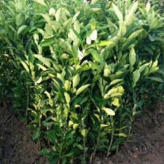 Cây Giống Bưởi Đường Chín Sớm