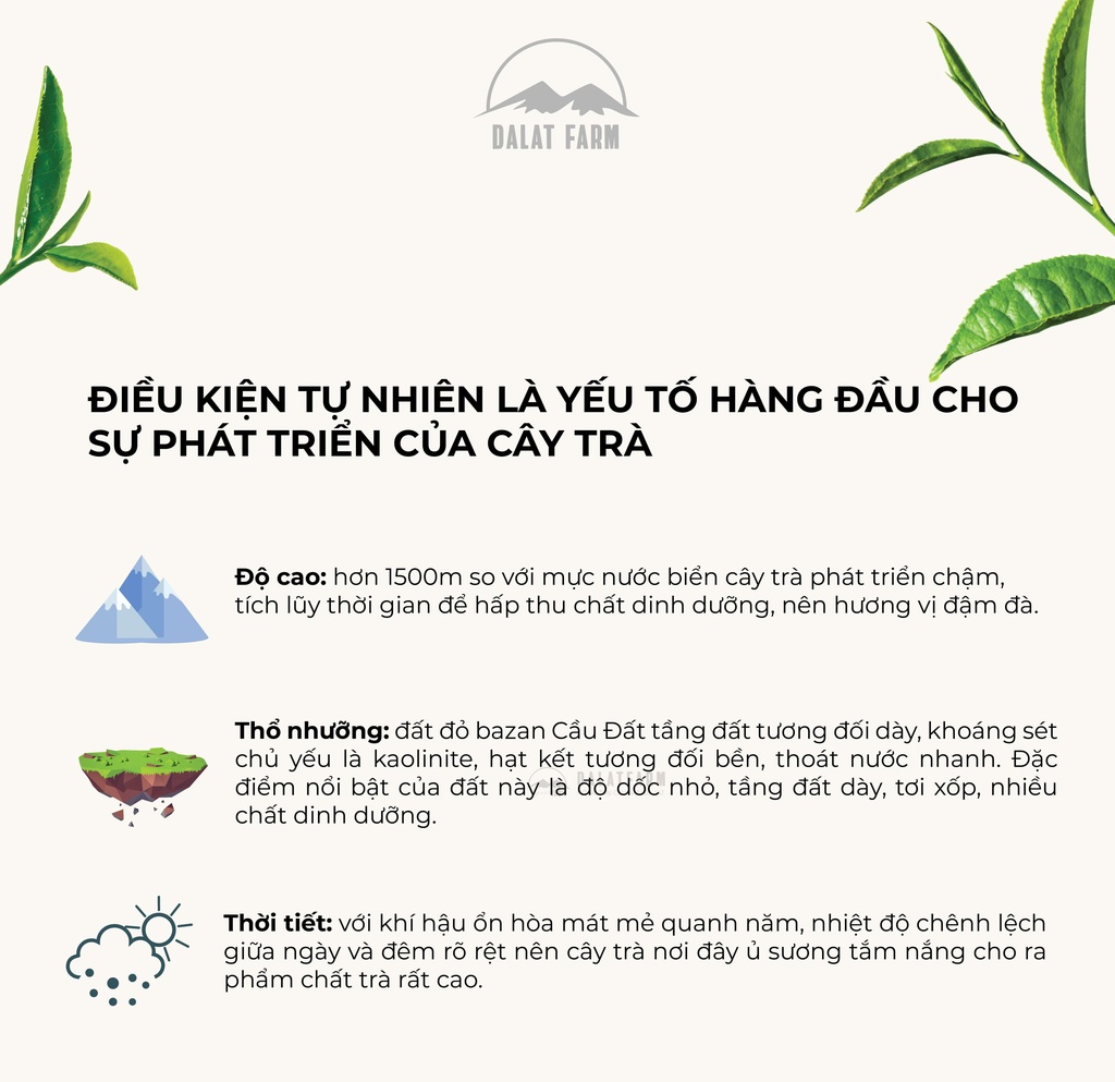 Trà Oolong Sữa DalatFarm - Túi 500 g (Dòng chuyên pha chế)
