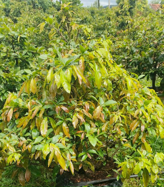 MAX ROOT BUNG ĐỌT RA RỄ MAI VÀNG CAN 5 LÍT