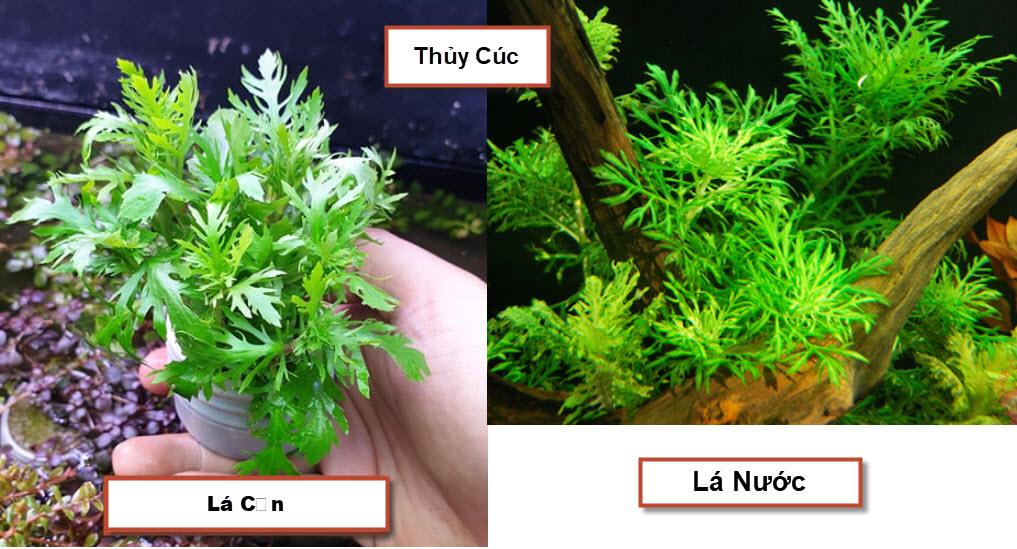 [Hoàn Tiền 10%] Cây Thủy Sinh: Thủy Cúc