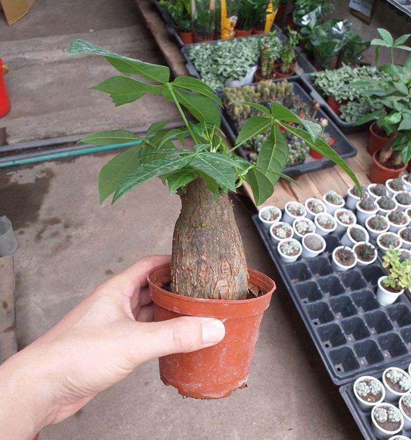 Kim Ngân Ba Thân Để Bàn - Cây Phong Thủy