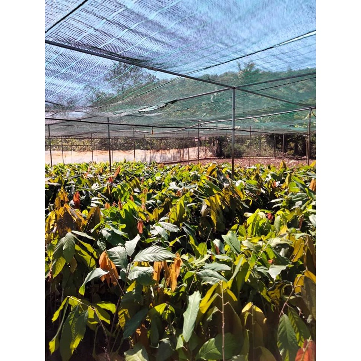 Cây giống Ca Cao ( cho trái sớm) (chuyên cây giống)