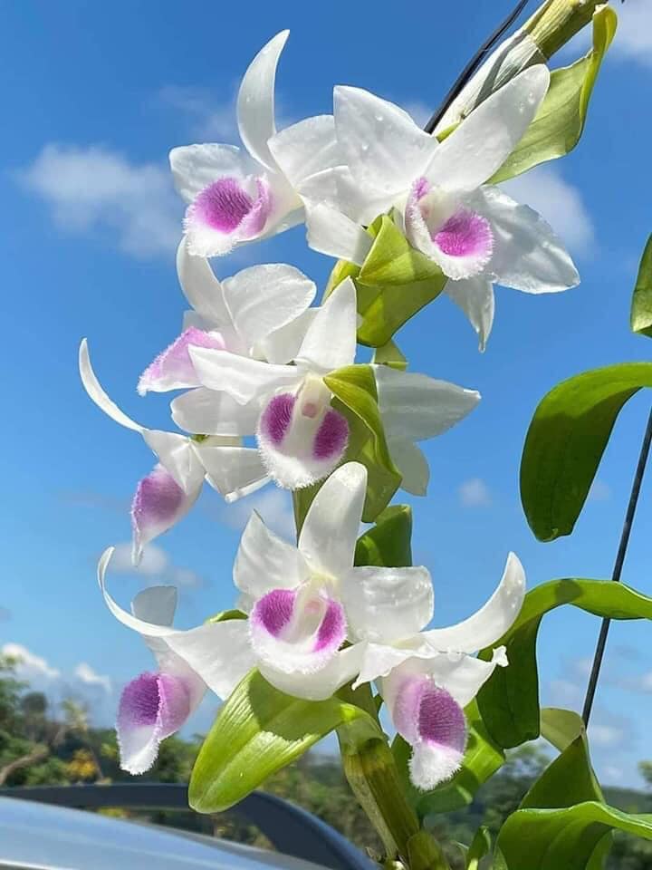Lan Phi Điệp 🍀FREESHIP🍀 5 Cánh Trắng HO [ Ươm Kie ]