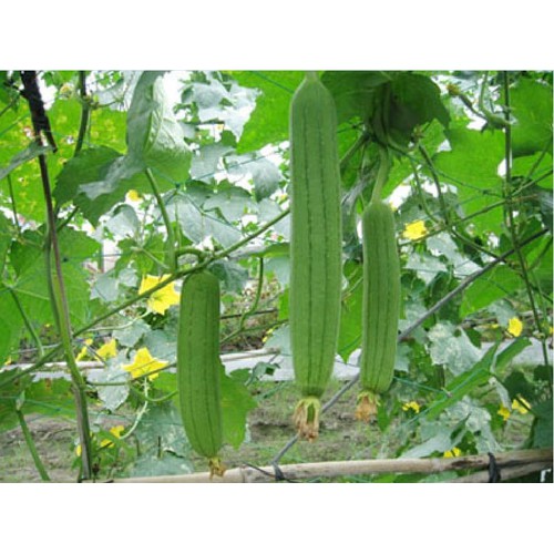 "Gói 10 Hạt " Hạt giống mướp hương siêu trái Thái Lan