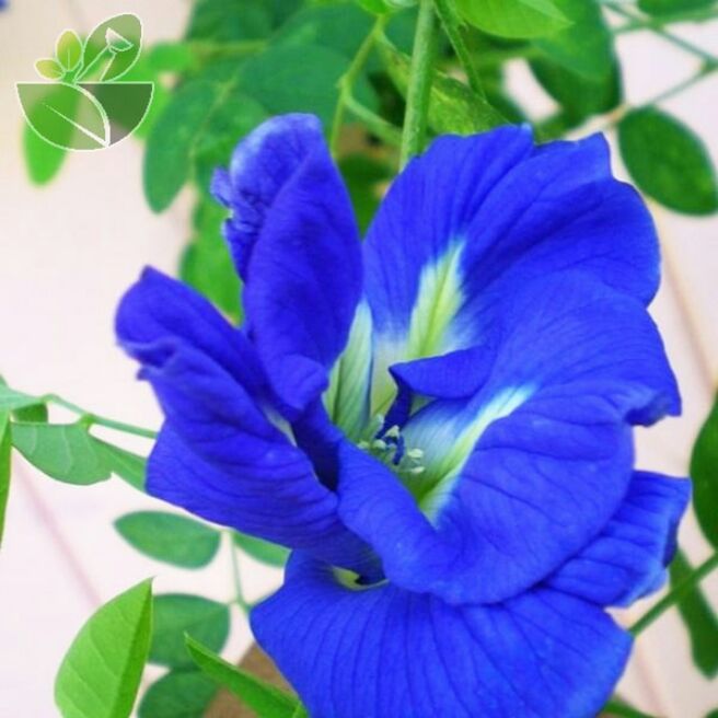 Cây giống hoa đậu biếc.