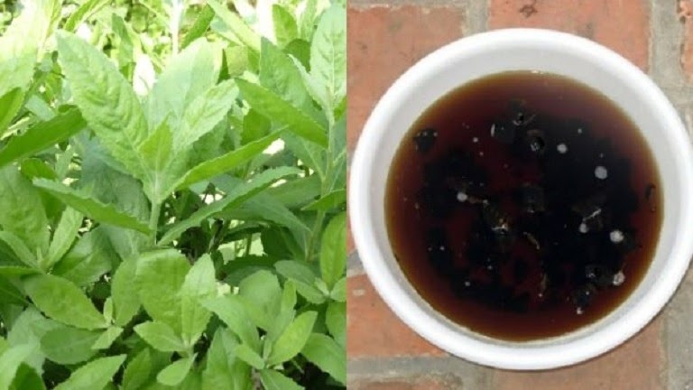 CÂY CÚC TẦN (CÂY ĐẠI BI , CÂY TỪ BI XANH)- BẦU CÂY GIỐNG