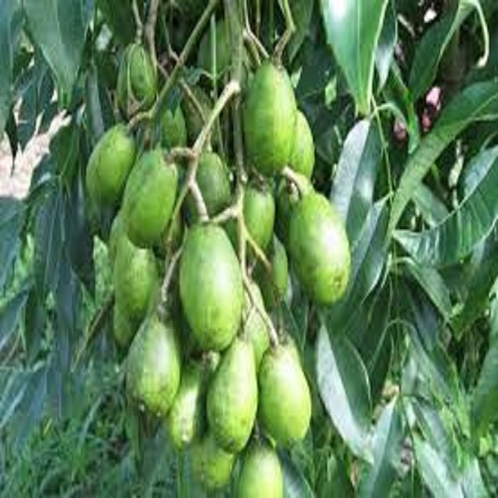 Cây CÓC THÁI LÙN SIÊU QUẢ, DÒNG QUẢ SỚM