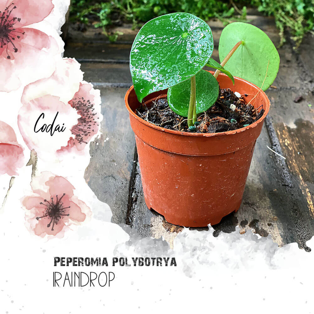 Cây Peperomia polybotrya Raindrop (Cây Giọt Mưa) chậu nhựa