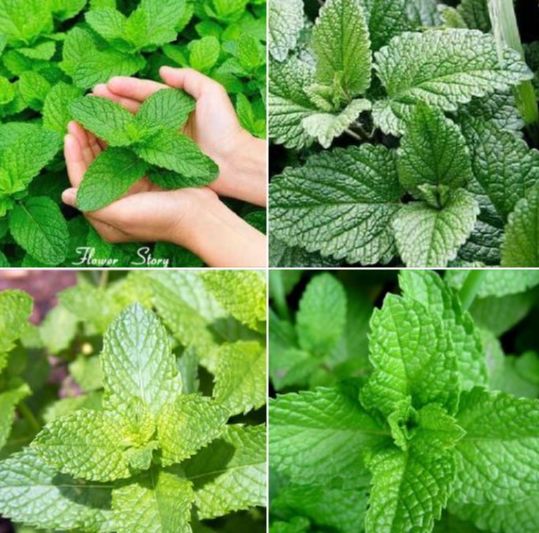 Hạt giống rau húng lủi ,húng bạc hà- Gói 100 hạt