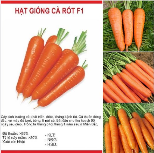 Hạt giống cà rốt chịu nhiệt Nhật F1 - 1gr/gói
