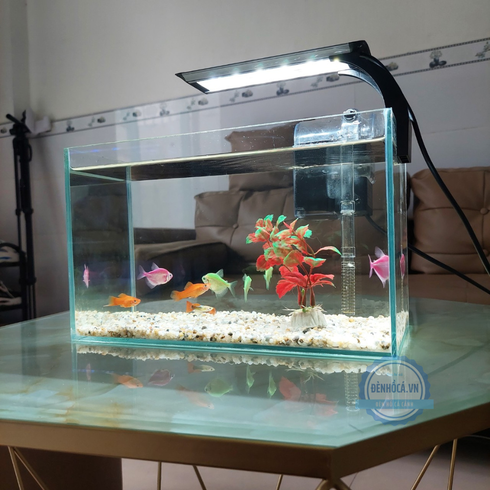Bể cá mini 30cm COMBO đầy đủ phụ kiện