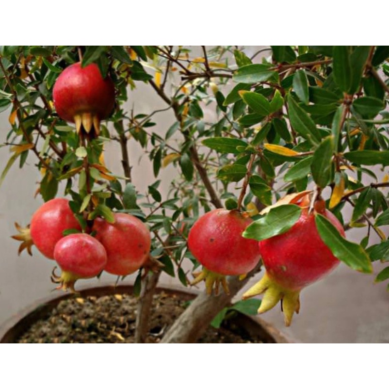 CÂY LỰU LÙN ẤN ĐỘ GIỐNG