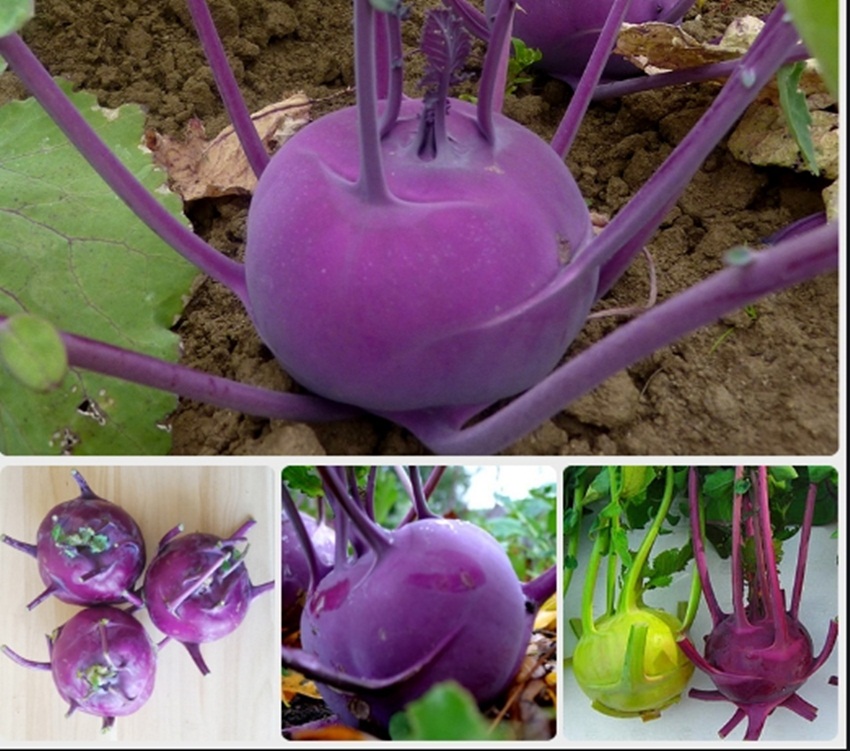 Hạt giống Củ su hào tím tặng kích mầm và hướng dẫn ươm trồng