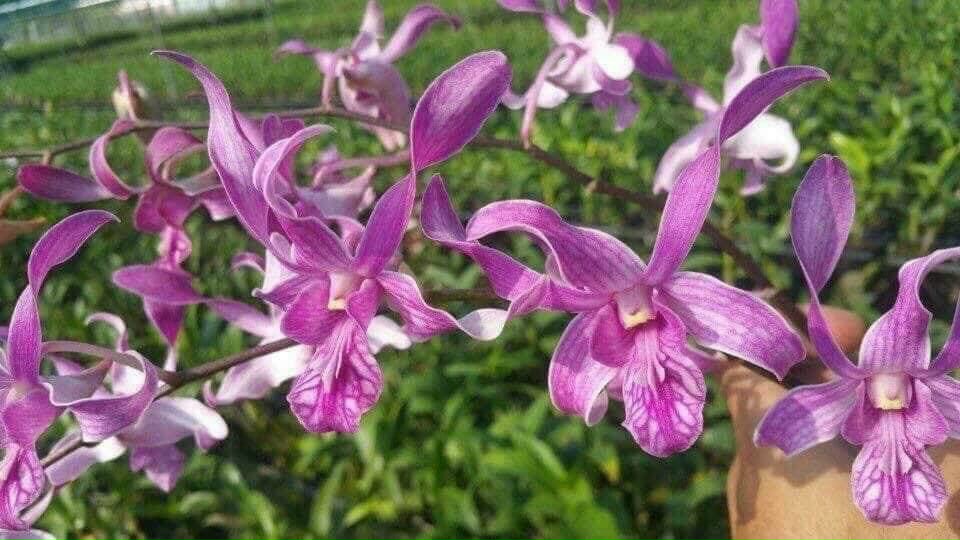 HOA LAN HỔ MANG XỔ CHỚP 5%
