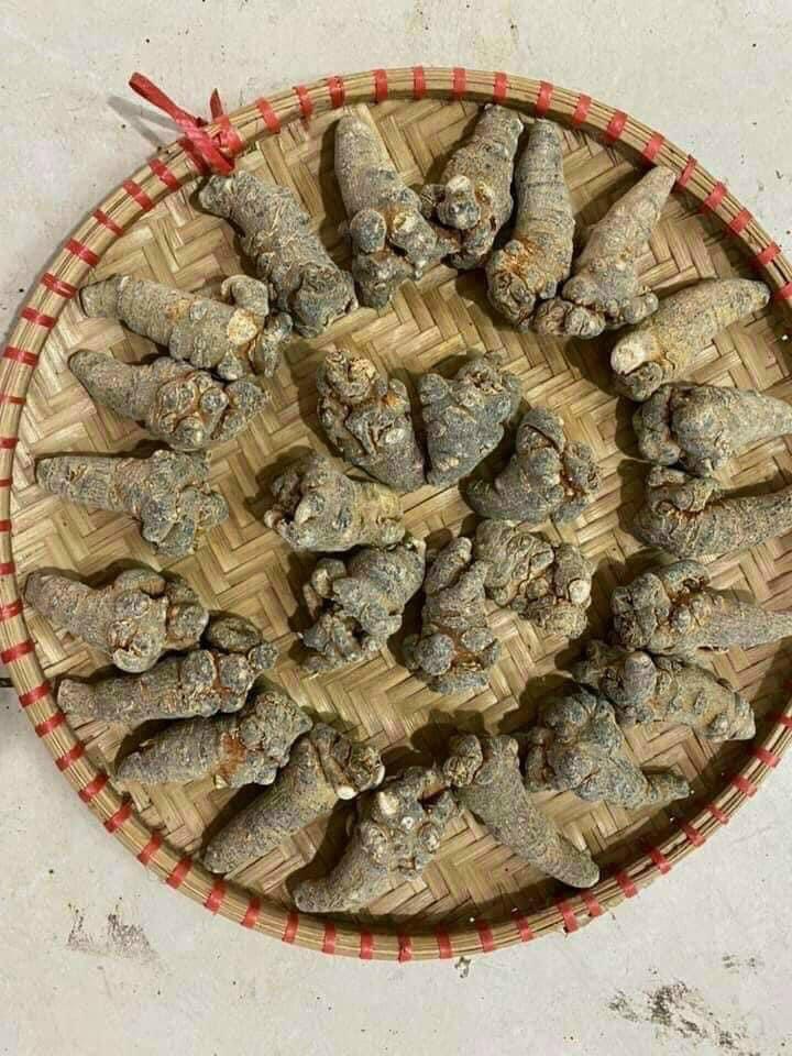 củ tam thất điện biên