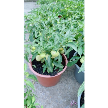 Cây Ớt Cà (Sẵn Trái)
