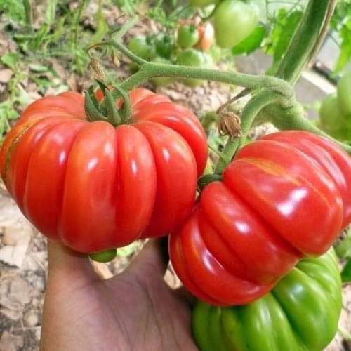 Hạt giống Cà Chua Hoa Thị TN