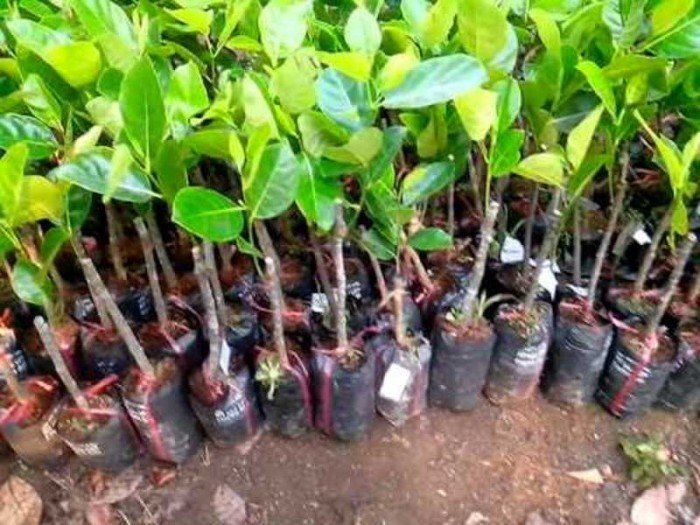 CÂY GIỐNG MÍT THÁI SIÊU SỚM - SIÊU TRÁI, NGỌT MÁT