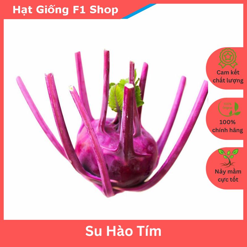 Hạt giống củ su hào tím ngon ngọt