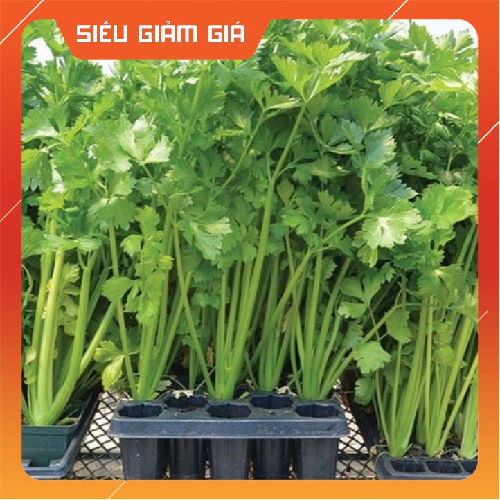 Hạt Giống Rau Cần Tây Cọng Xanh 5 Gram