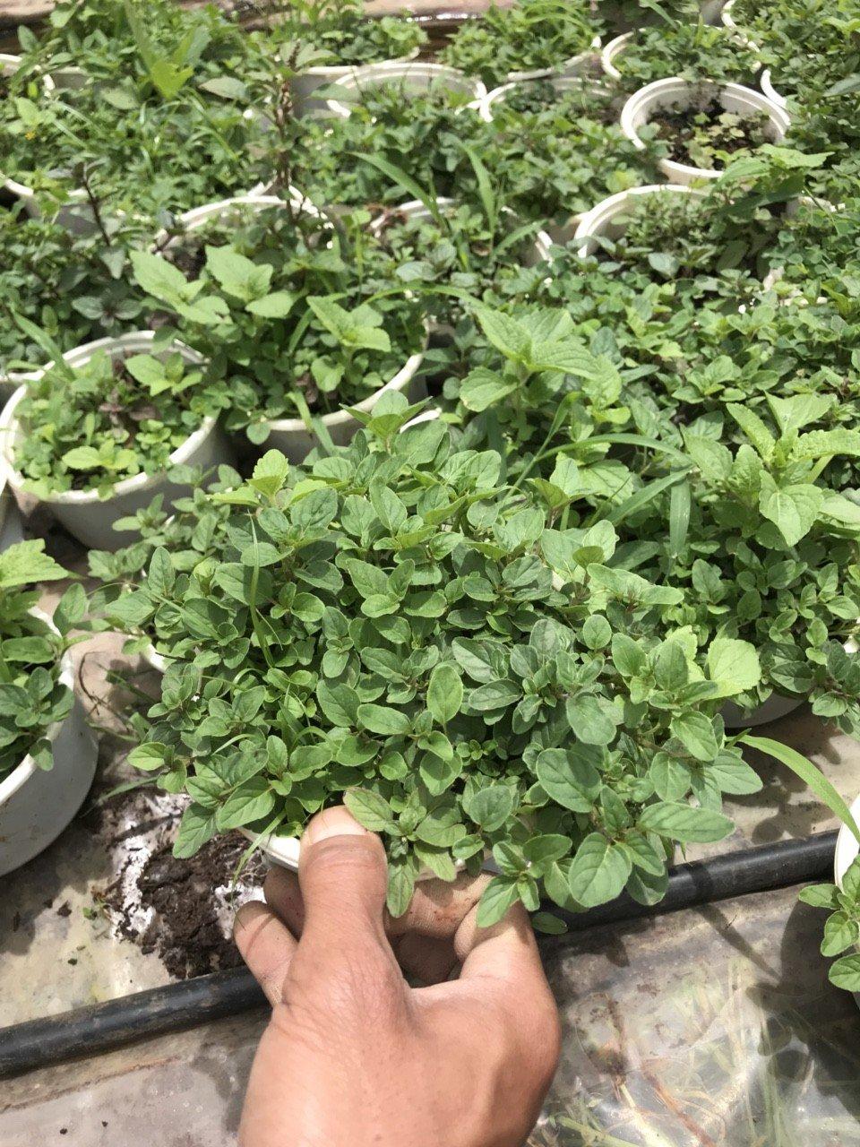 Kinh Giới Cay (Oregano) - Chậu Rau