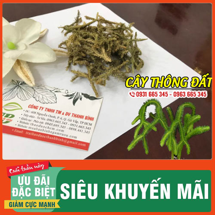 Cây Thông Đất Khô 100G Loại Đặc Biệt - Thảo Dược Thanh Bình