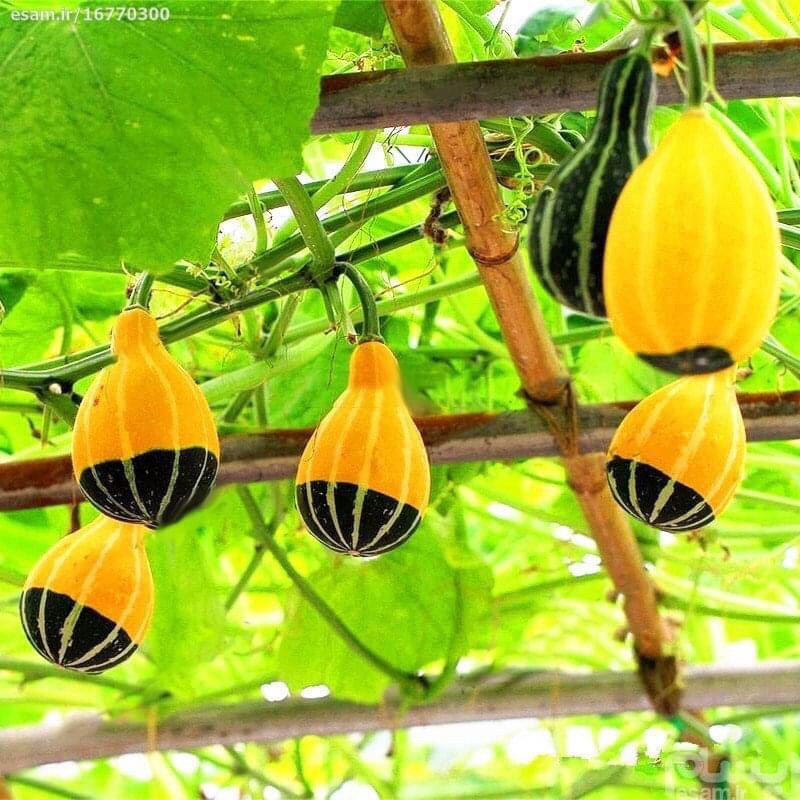 [Đẹp Lạ] Hạt Giống Bí Mini Bicolor MIX