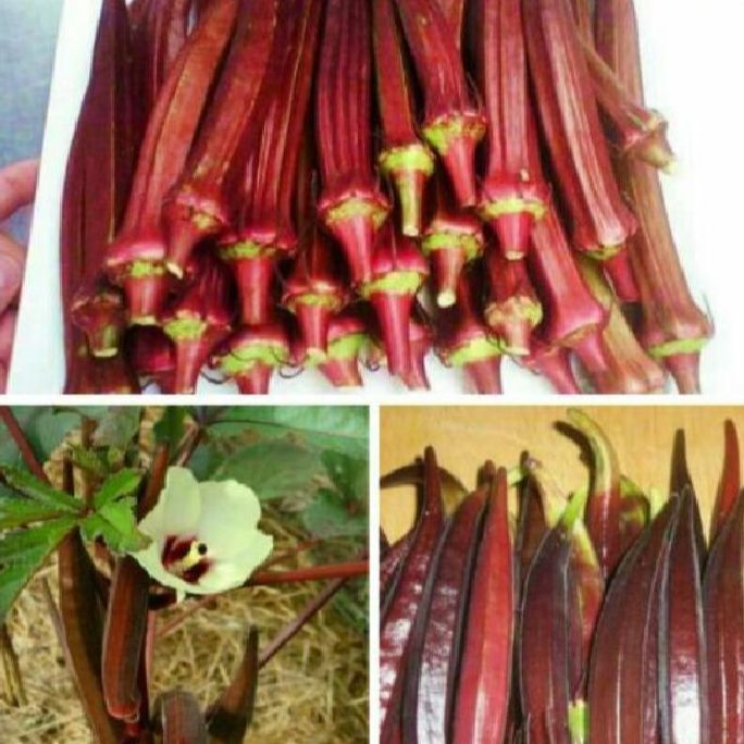 Hạt giống đậu bắp đỏ dể trồng-gói 5gram