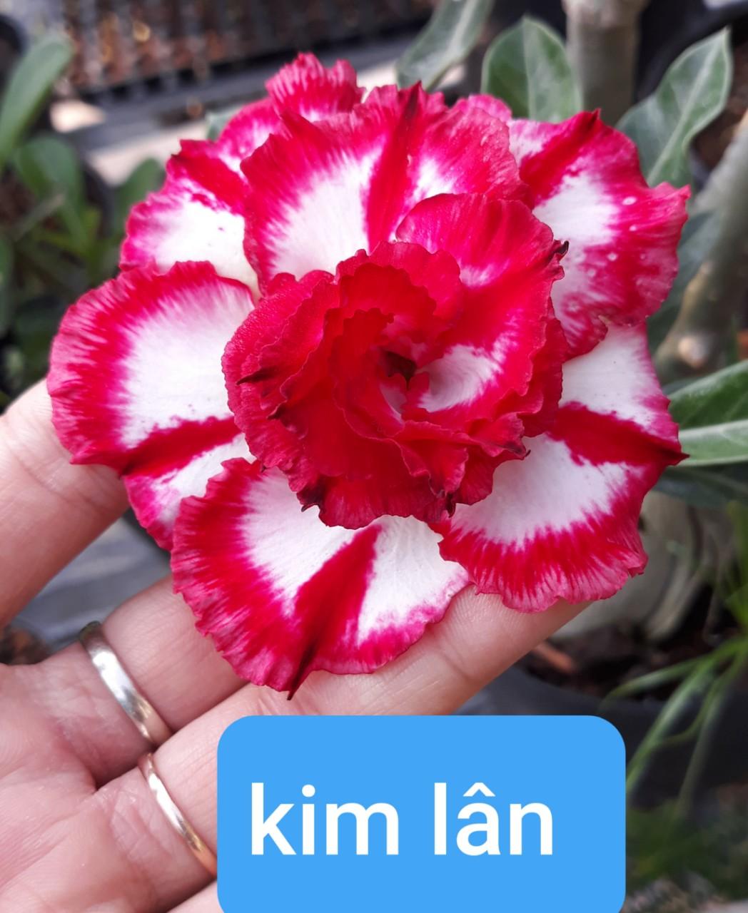 Cây hoa sứ thái cánh kép " kim lân " - bảo hành mặt hoa kép y ảnh