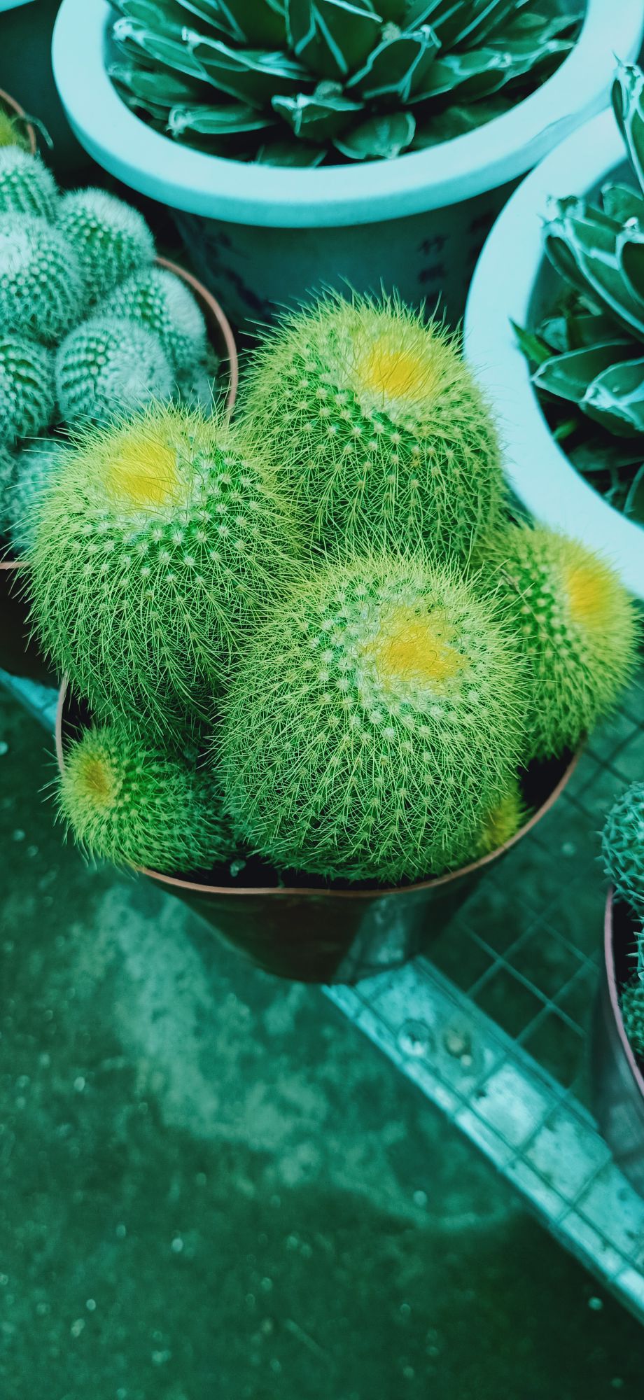 xương rồng chùm 02