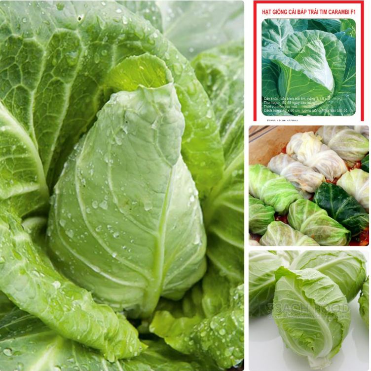 Hạt giống bắp cải xanh trái tim - gói  30 hạt