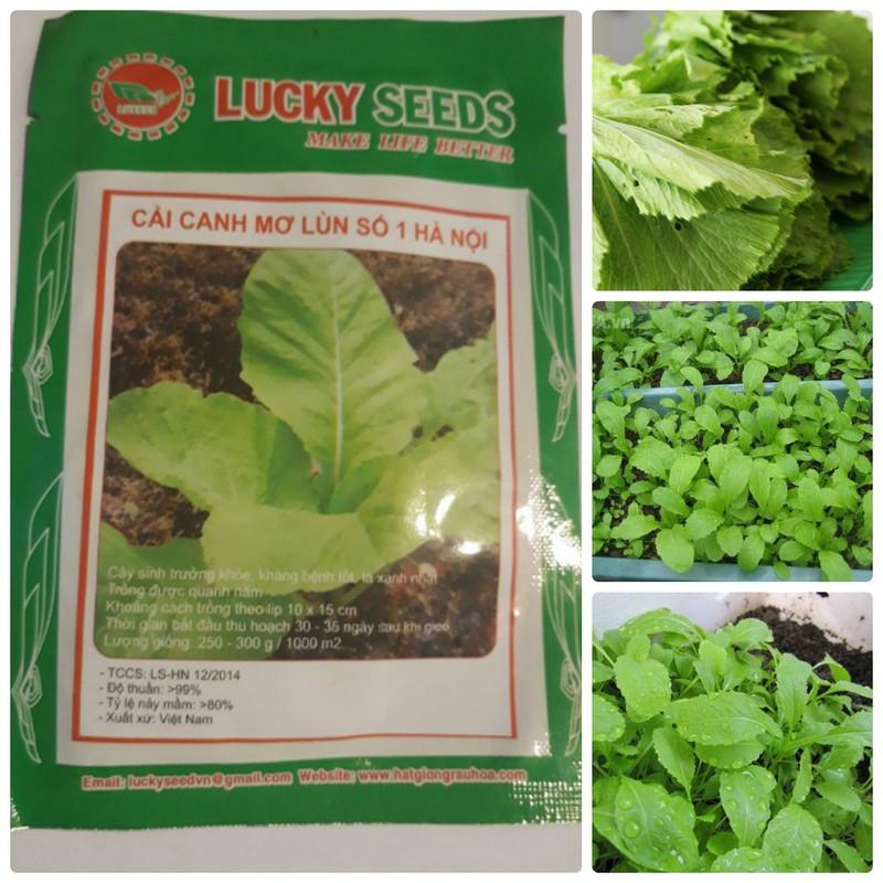 Hạt giống rau cải mơ lùn ngon - 1 gói 20gr