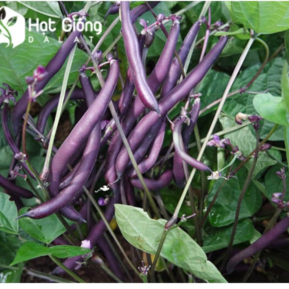 Hạt giống đậu cô ve lùn tím nhập khẩu - 1 gói 5gram
