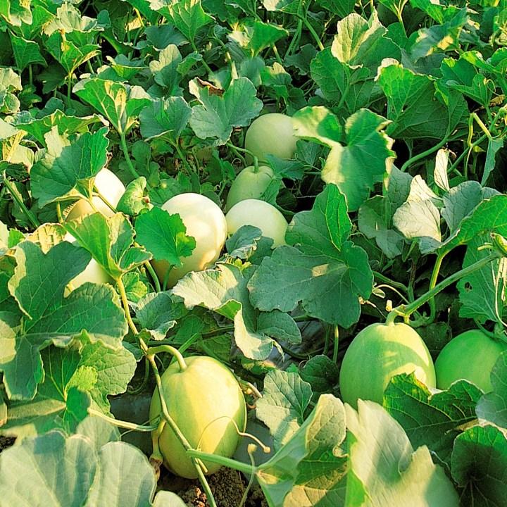 G183- Gói 200 hạt giống dưa lê siêu ngọt