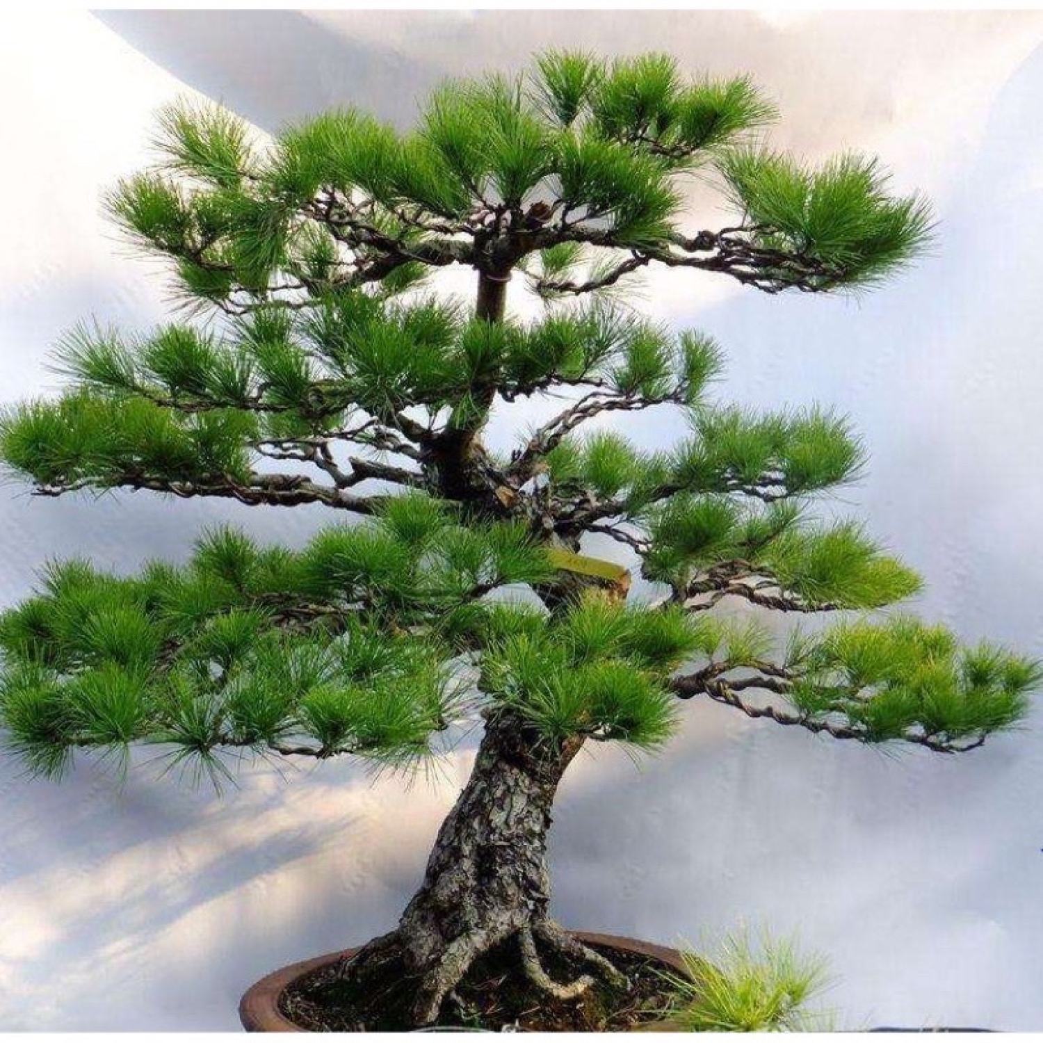 Cây giống tùng la hán - vạn niên tùng