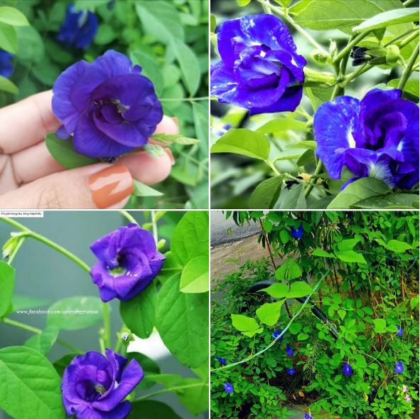 Hạt Giống Hoa Đậu Biếc Hoa Cánh Kép - 20 hạt/gói