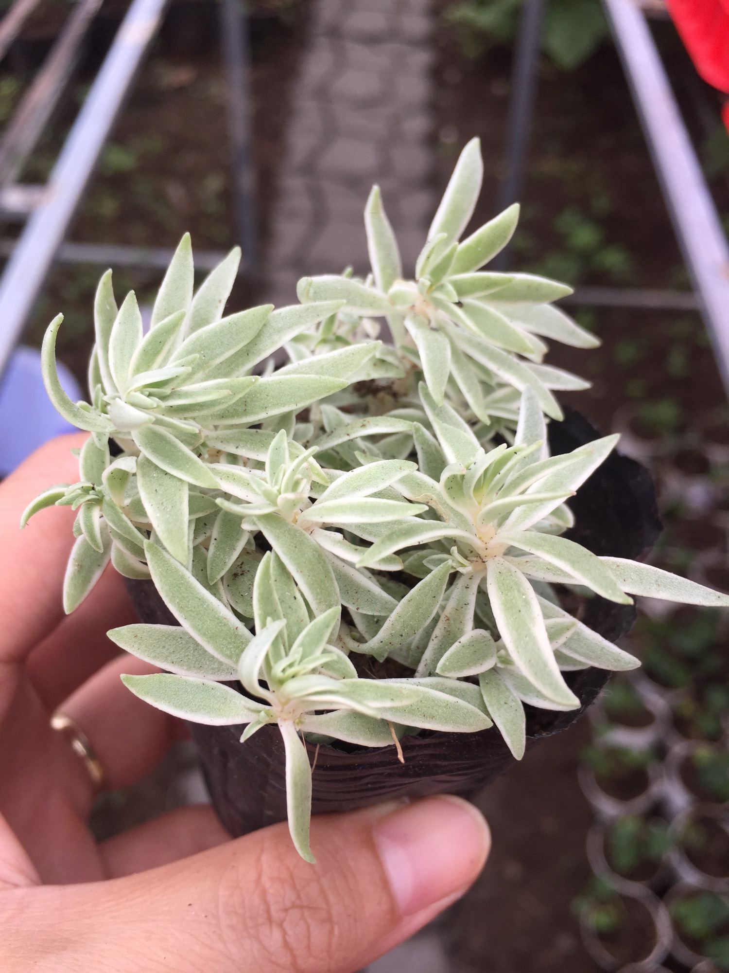Sen Đá Sedum Cỏ Trắng size bầu