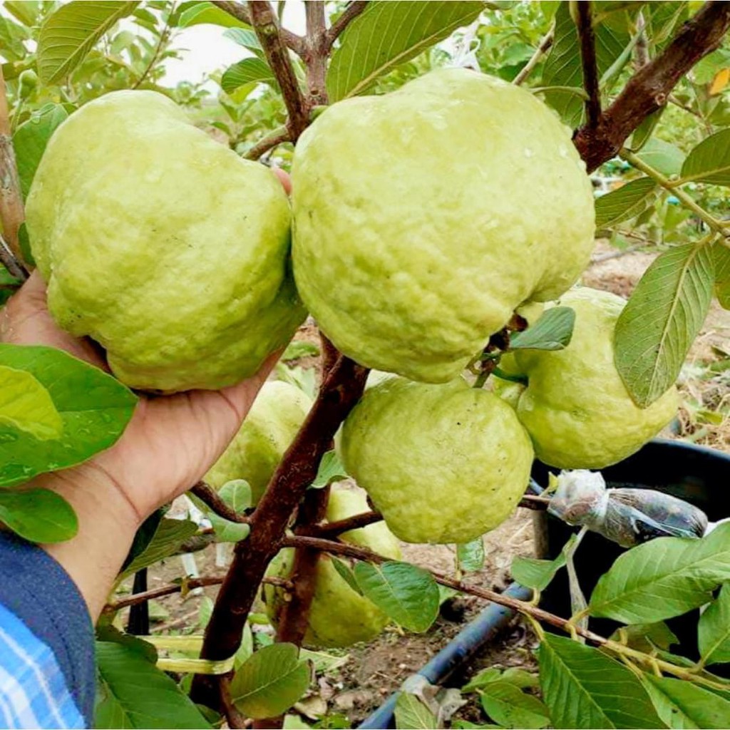 Cây ổi nữ hoàng, không hạt - chuẩn F1