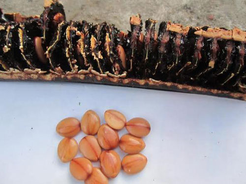 TRÁI Ô MÔI CHÍN CÂY TỰ NHIÊN (CAM KẾT QUẢ MỚI)